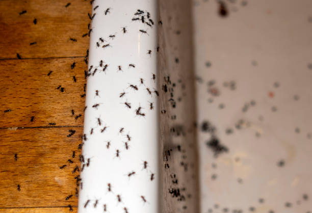 Best Affordable Pest Control Services  in Luckey, OH