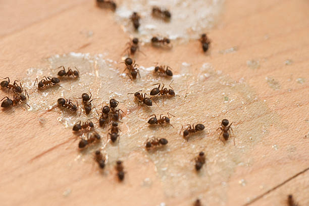 Best Insect Control  in Luckey, OH
