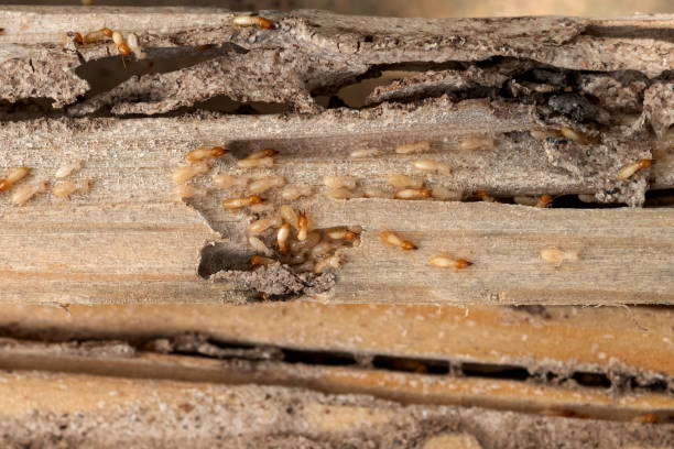 Best Bed Bug Extermination  in Luckey, OH